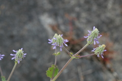 Anisochilus carnosus